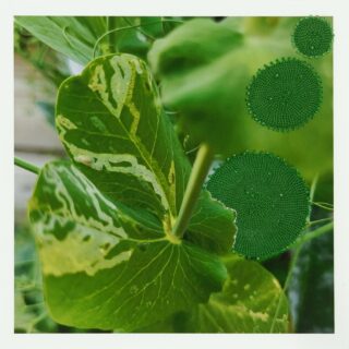 レグラ・マリア・ミュラー